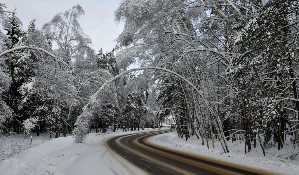 дорога, деревья, зима