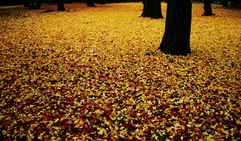 ковер, листья, осень