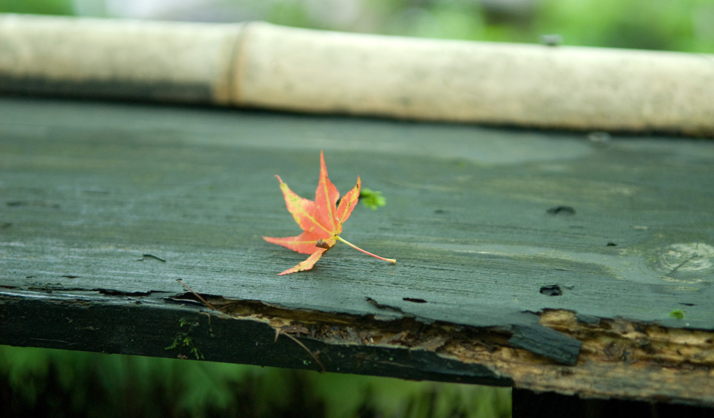 скамейка, лист, осень