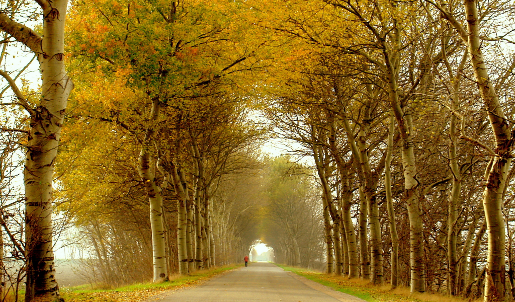 природа, осень, пейзаж, деревья, дорога