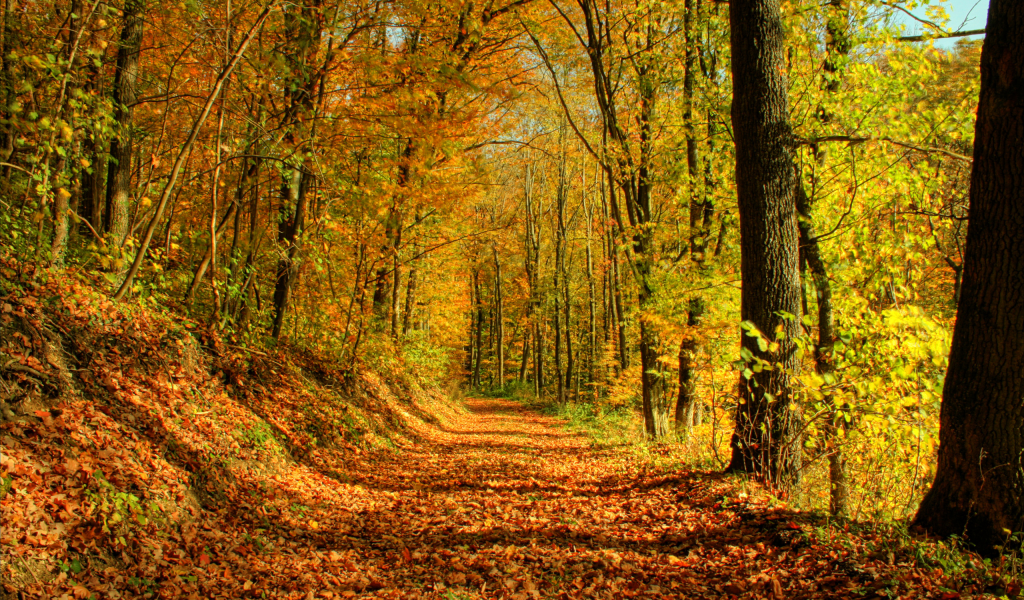 лес, осень, листья, деревья