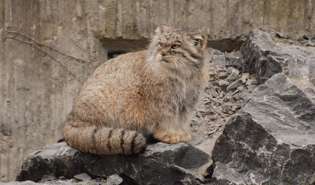 кот, манул, хищник