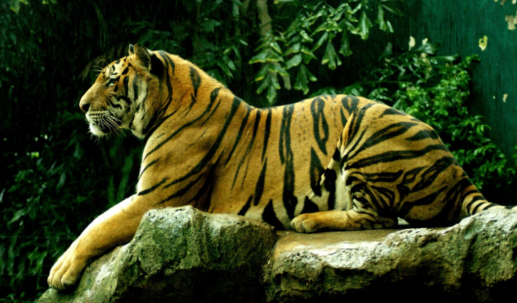 тигры, киски, дикие кошки