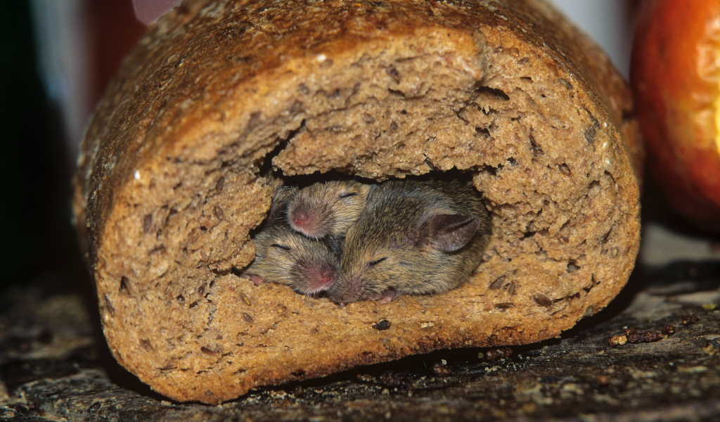нора, хлеб, мыши
