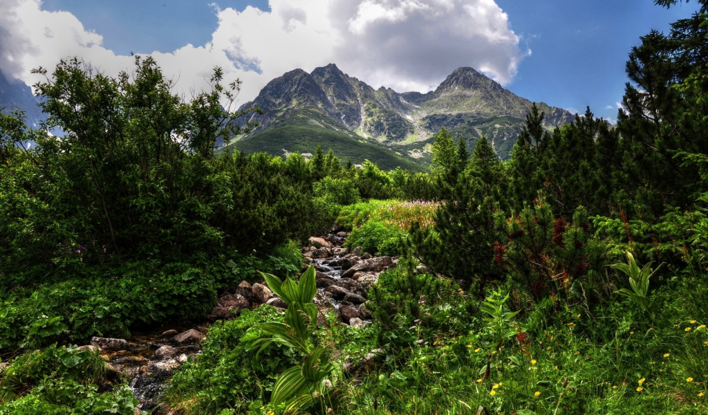 день, ручей, небо, горы, hdr, сосны, зелень, облака