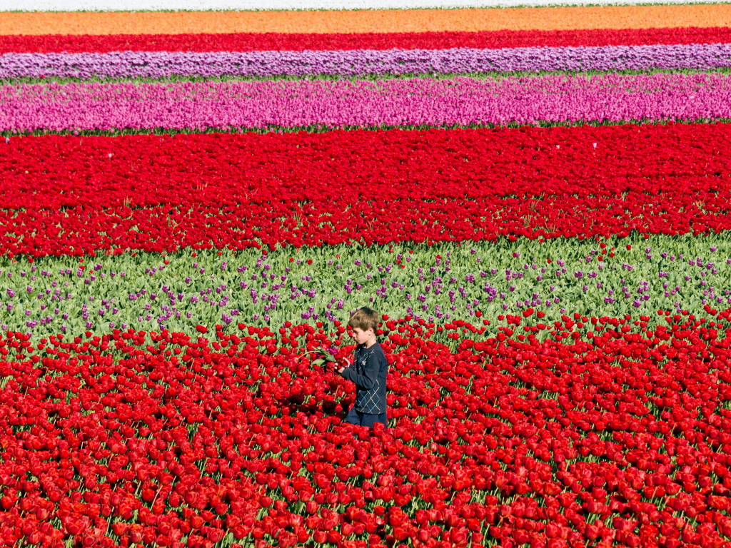 поле, цветы, мальчик