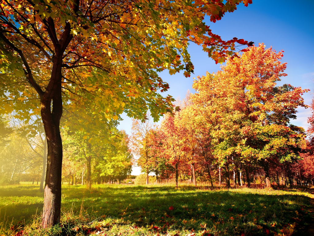 деревья, листья, осень, дорожка, опадающие