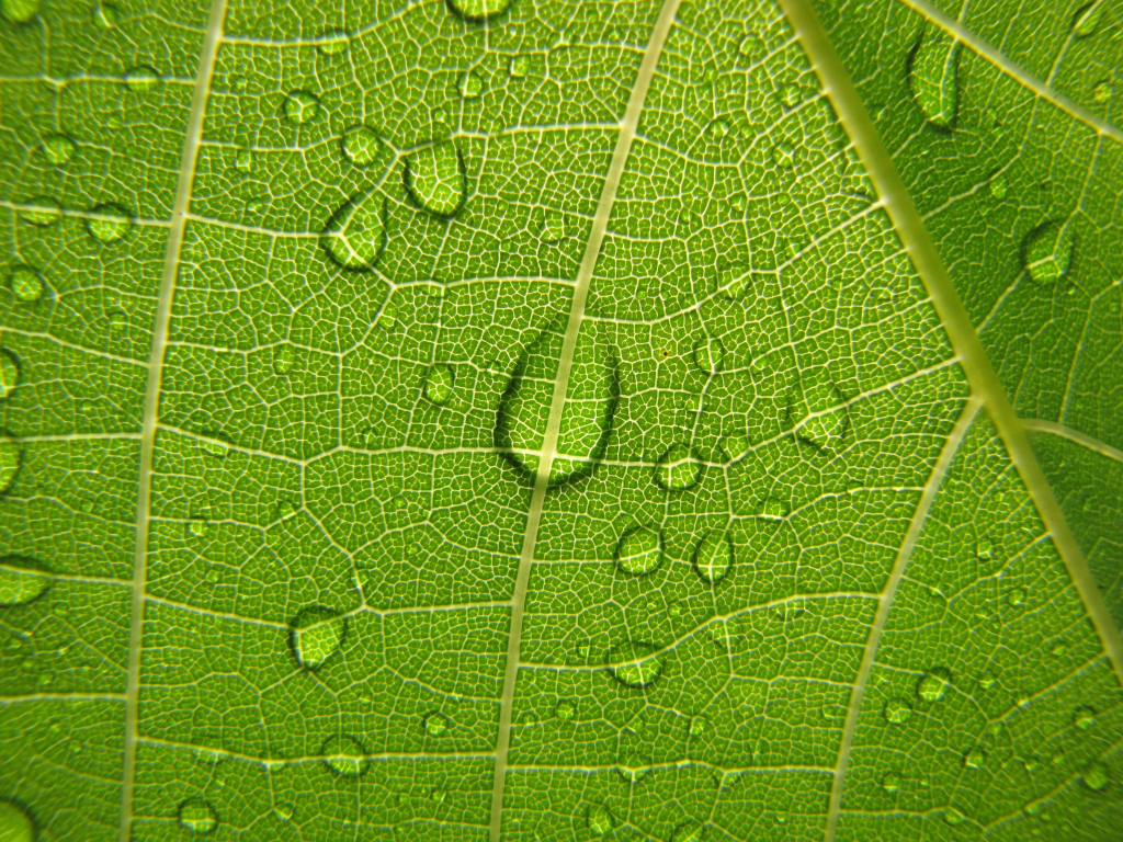 зеленый, виноградный лист, растения