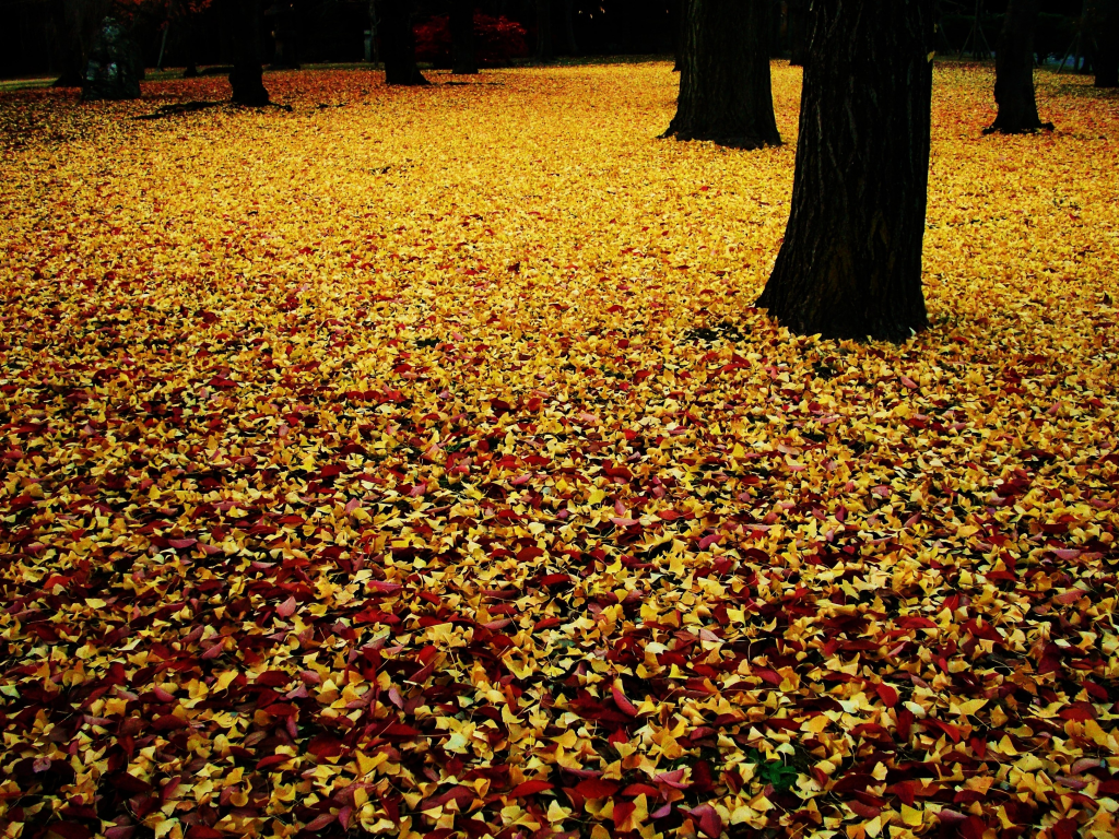 ковер, листья, осень