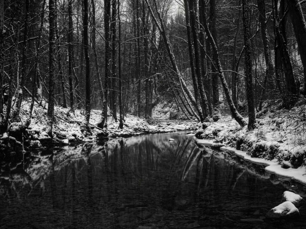 лес, зима, водоём, чёрно-бело