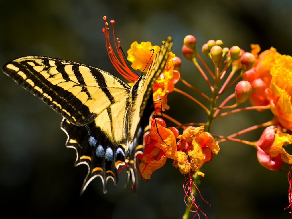 бабочка, цветок, природа