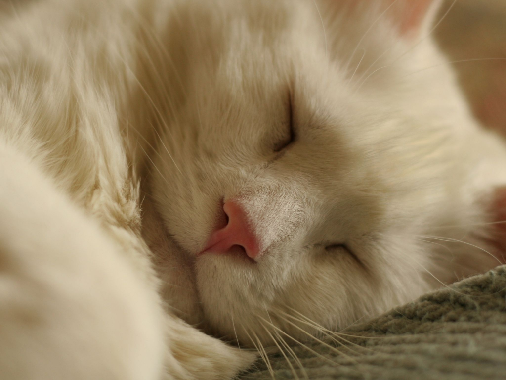 спит, белый, кот