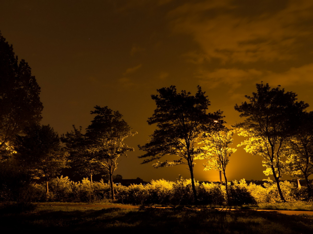 деревья, свет, ночь
