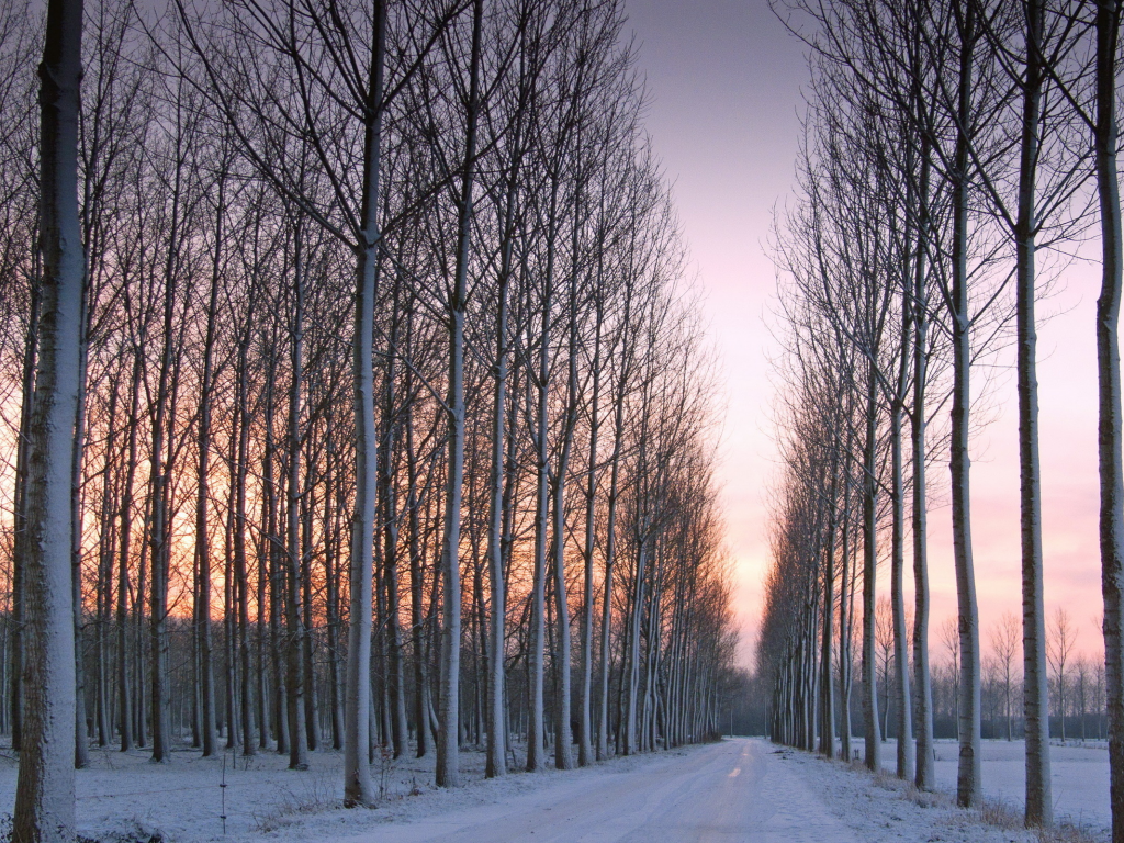 пейзаж, красота, снег, деревья, дорога, зима, закат