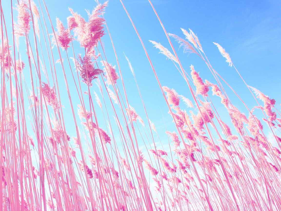 трава, небо, розовый
