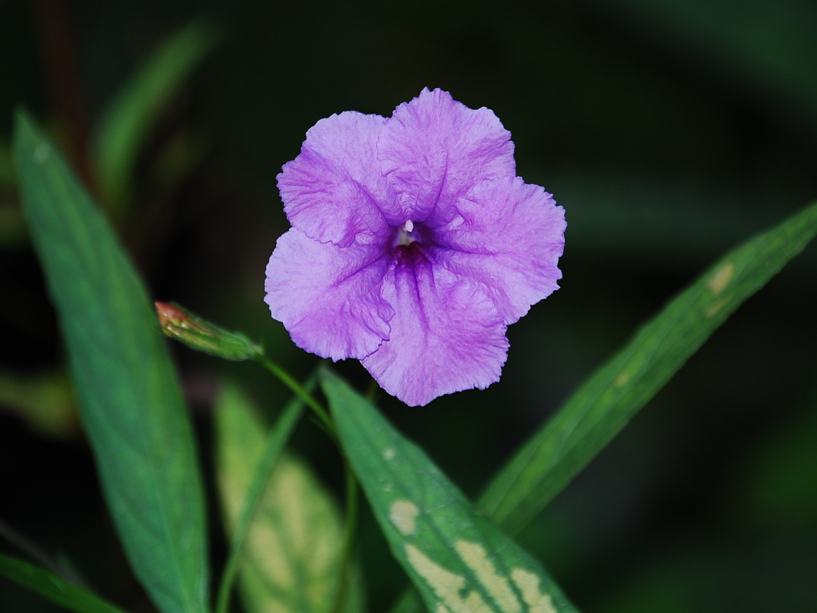 листва, color purple, зелень