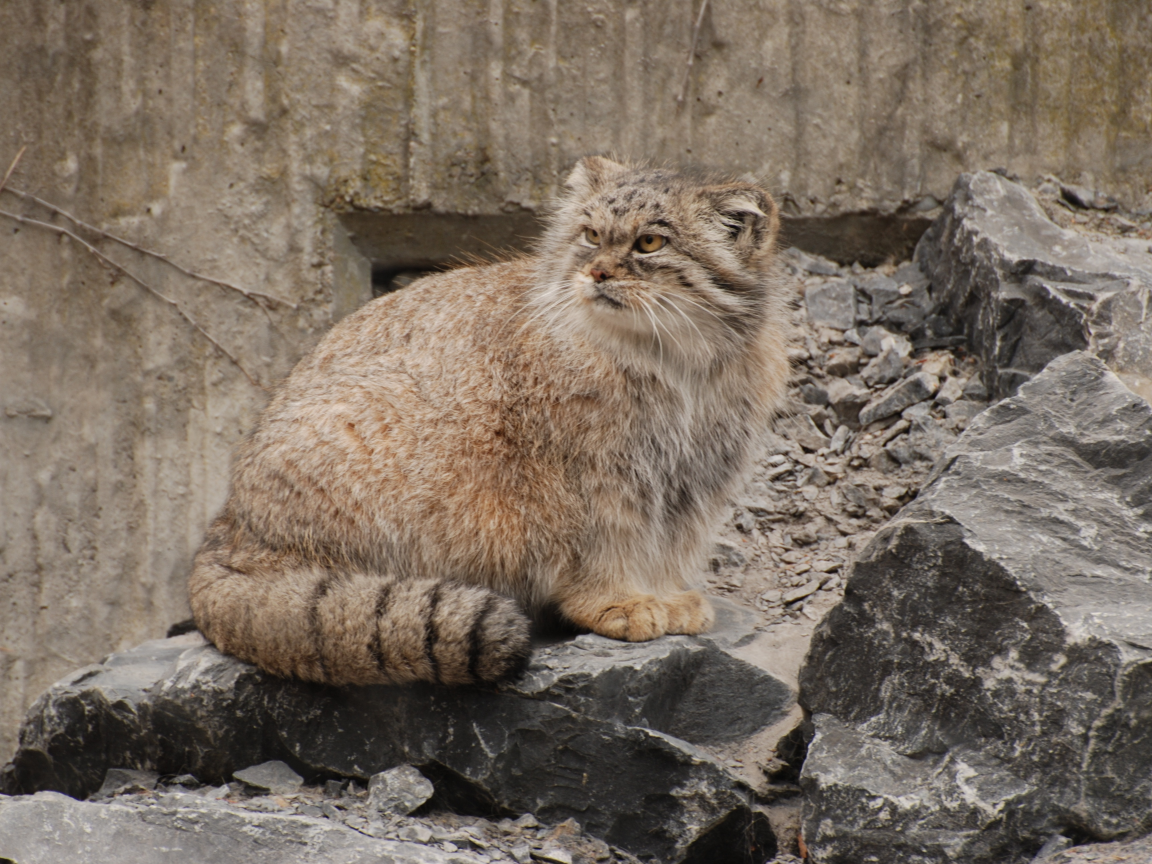 кот, манул, хищник