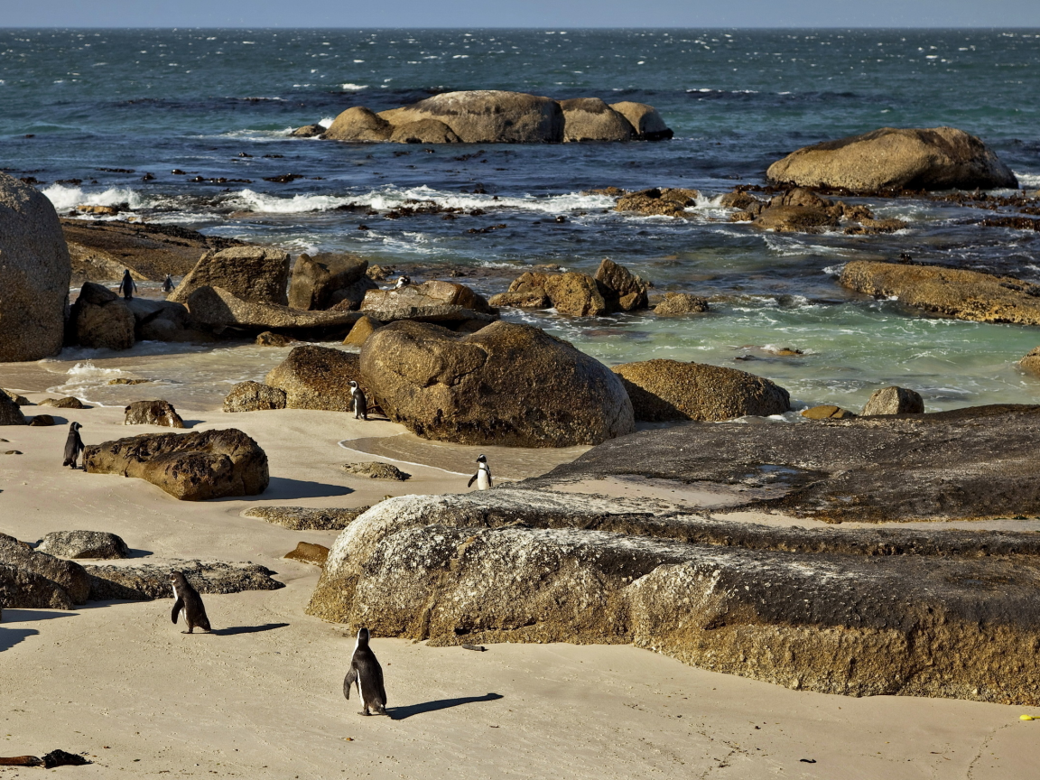 пингвины, скалы, море, природа