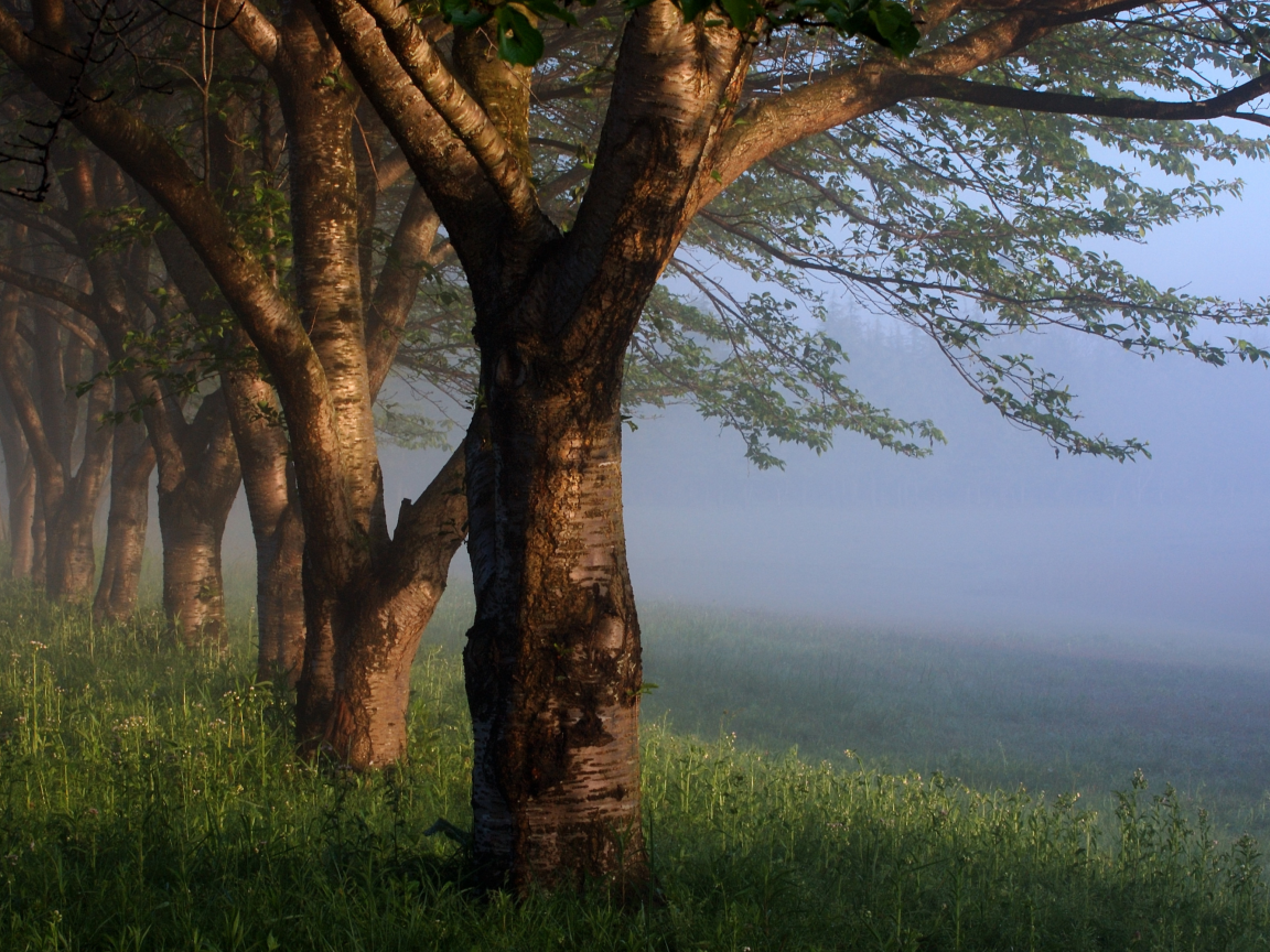 деревья, утро, туман