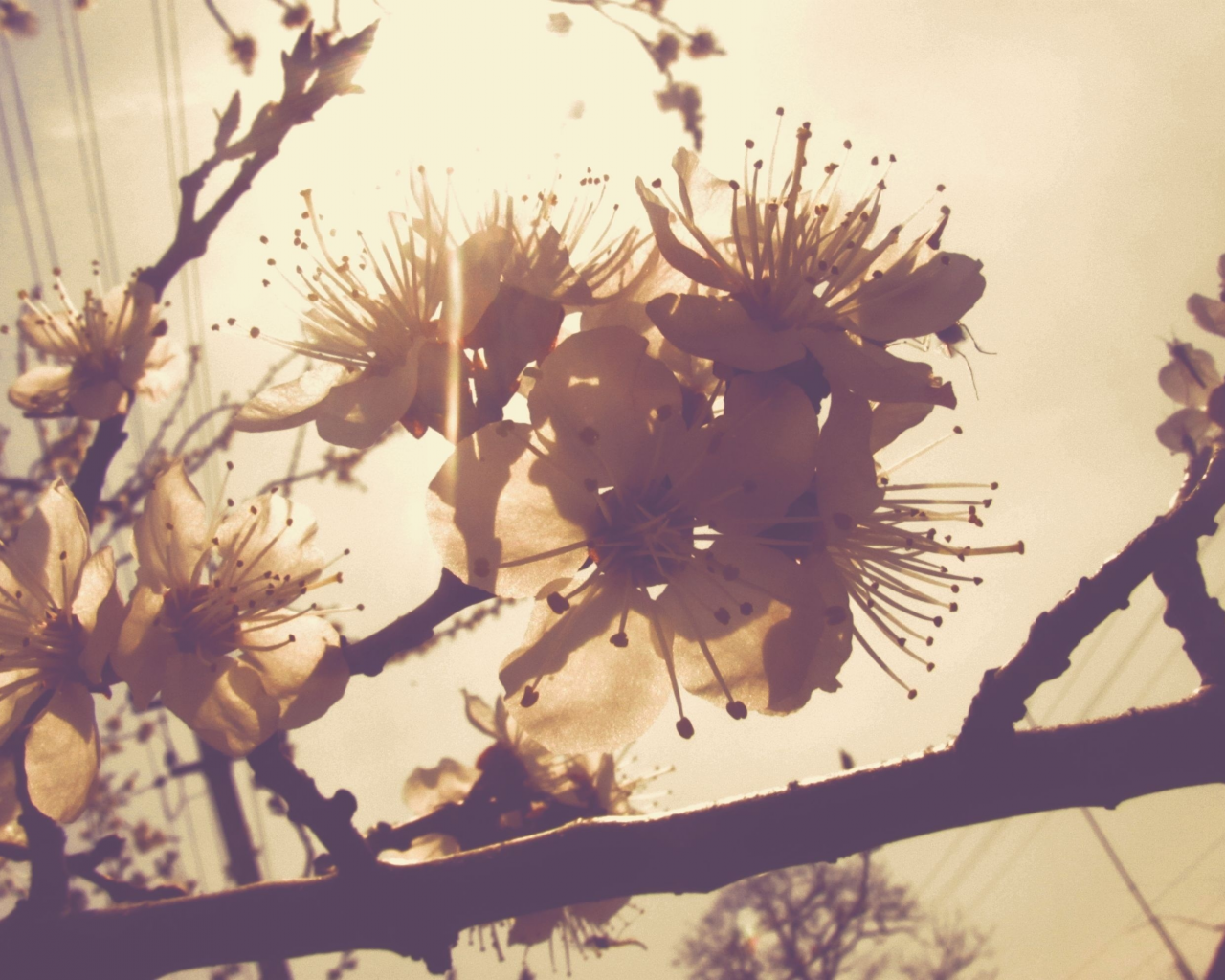 Запах, Весна, Цветы