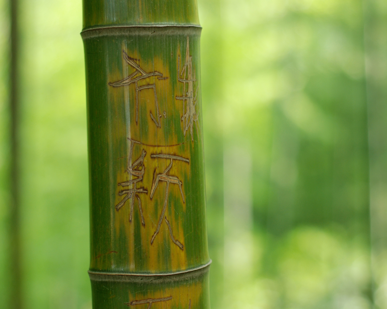 макро, фон, зеленый, надпись, иероглифы, дерево, бамбук, ствол