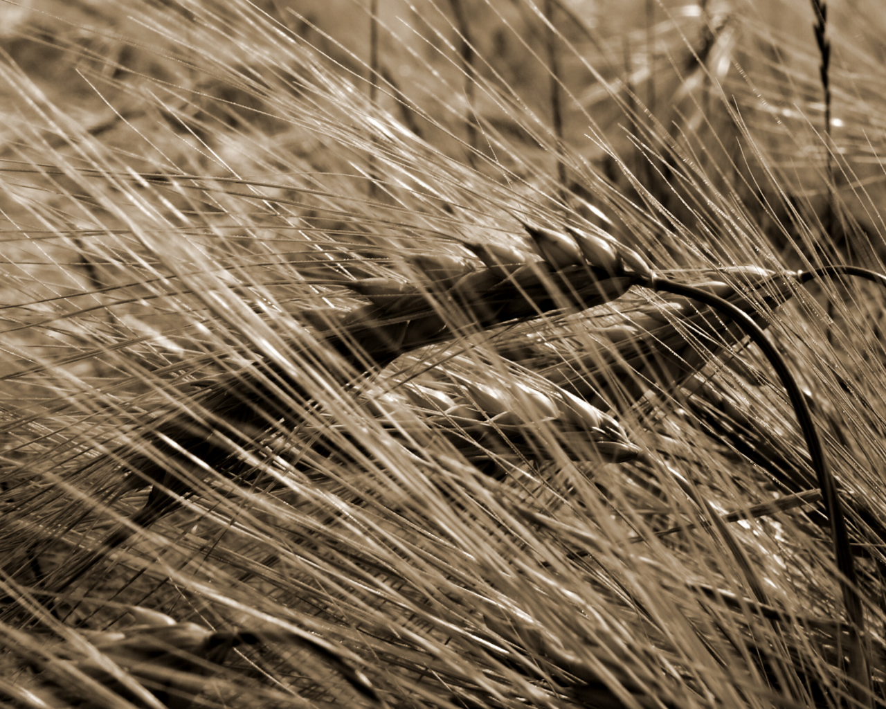 злак, пшеница, урожай