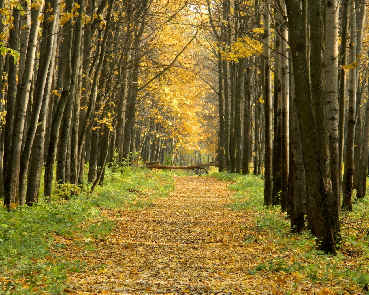 дорога, осень, лес