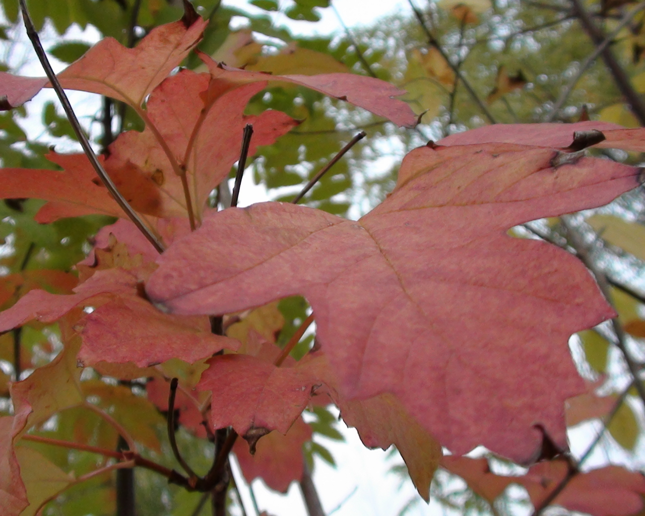 осень, красный, красиво, лист