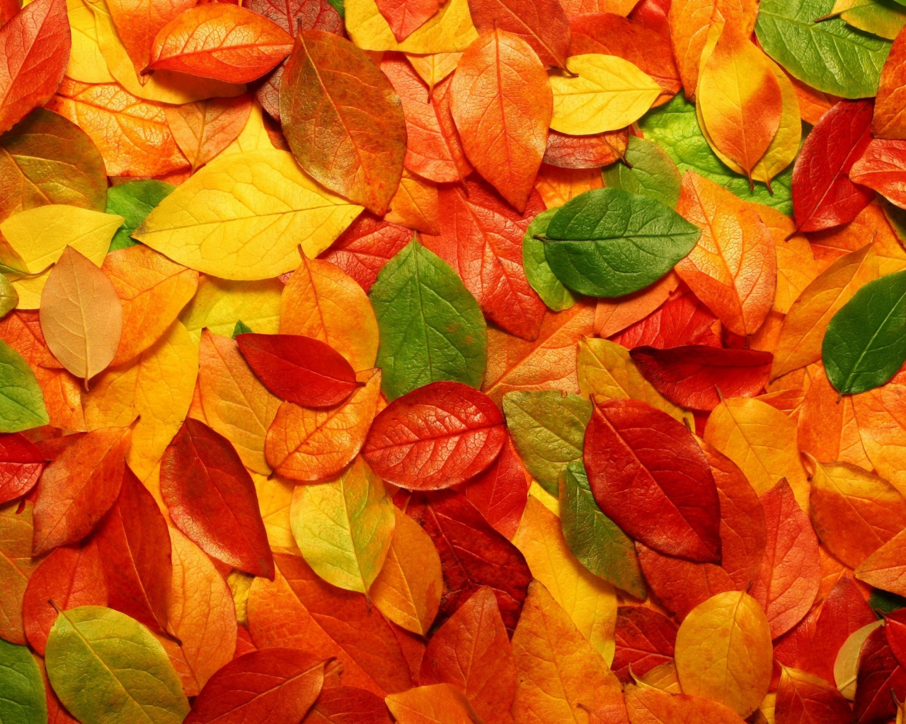 листья, осень, обои, актуально