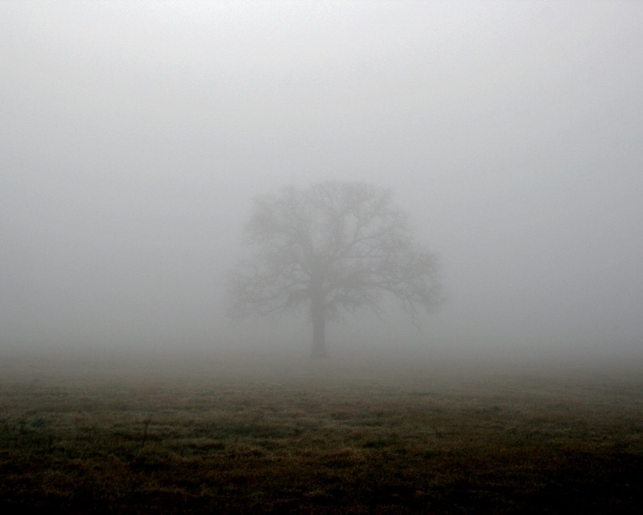 туман, поле, дерево