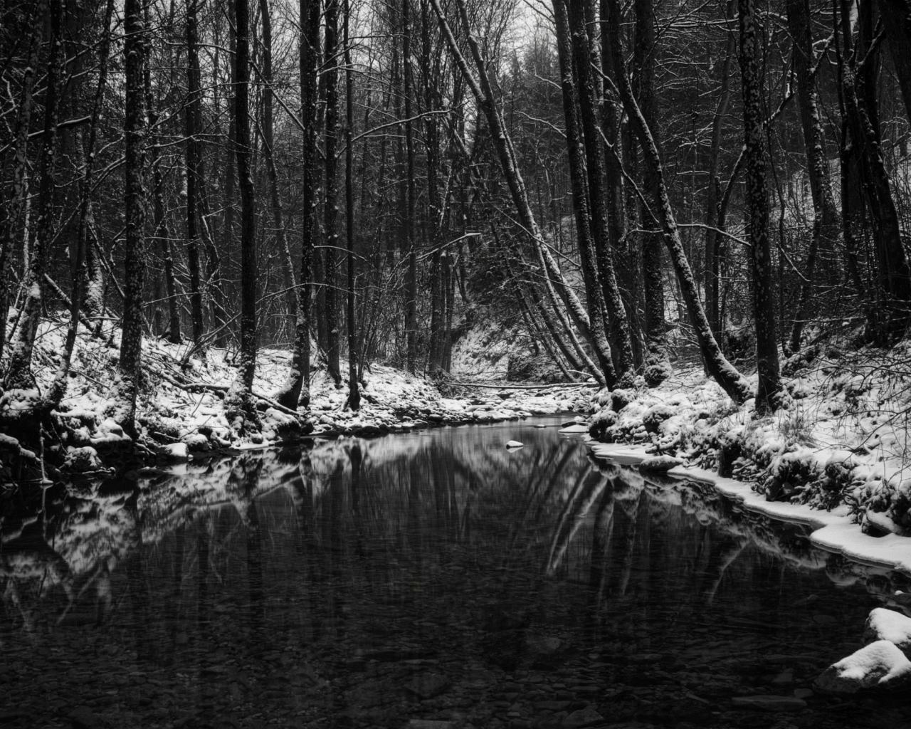 лес, зима, водоём, чёрно-бело