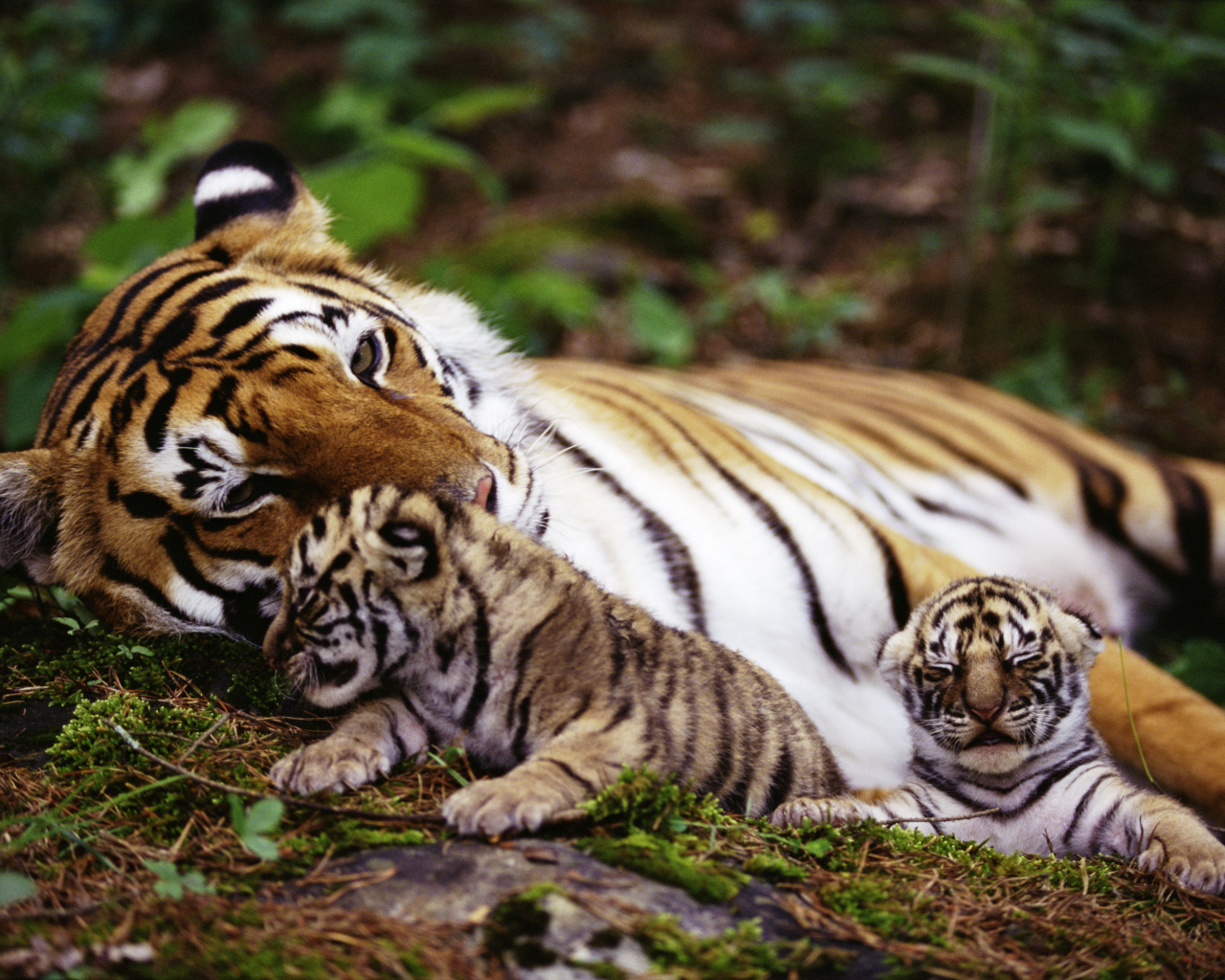 тигр, тигрята, обои, животные