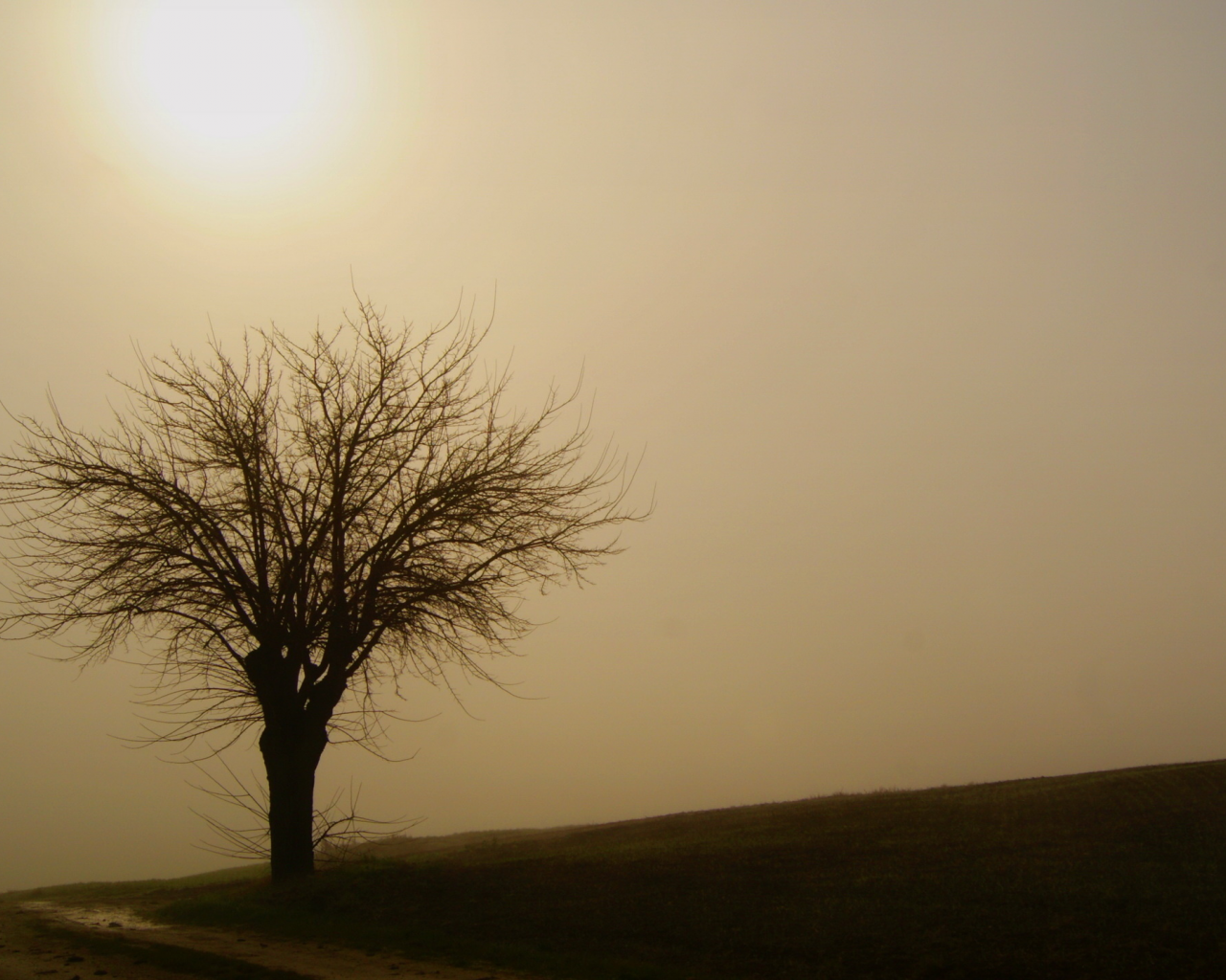 туман, небо, дерево, природа