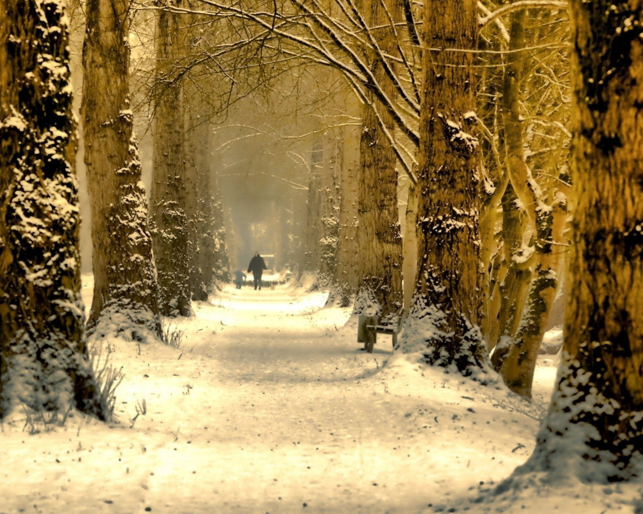 зима, деревья, снег, дорога