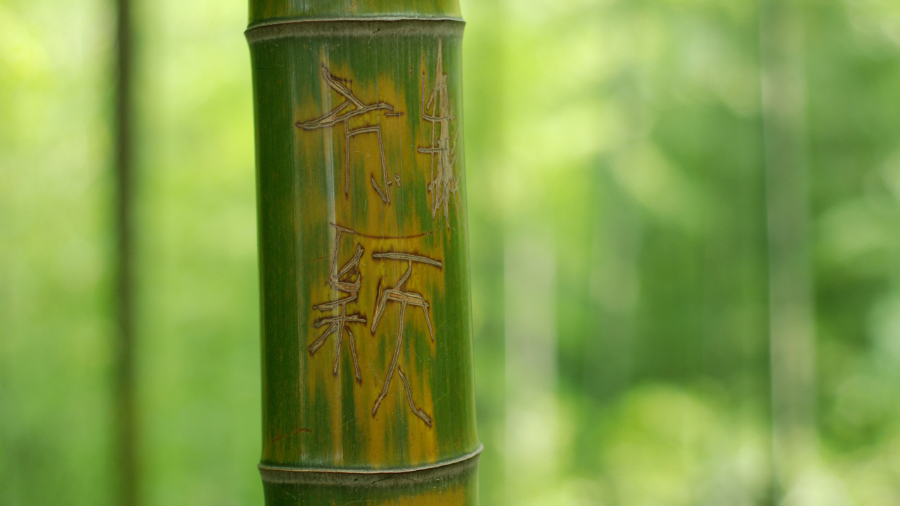 макро, фон, зеленый, надпись, иероглифы, дерево, бамбук, ствол