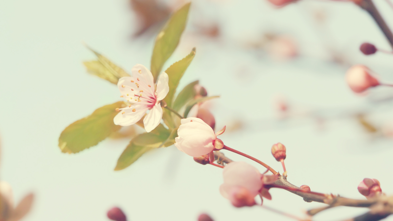 бутоны, цветы, макро, flowers, macro, вишня