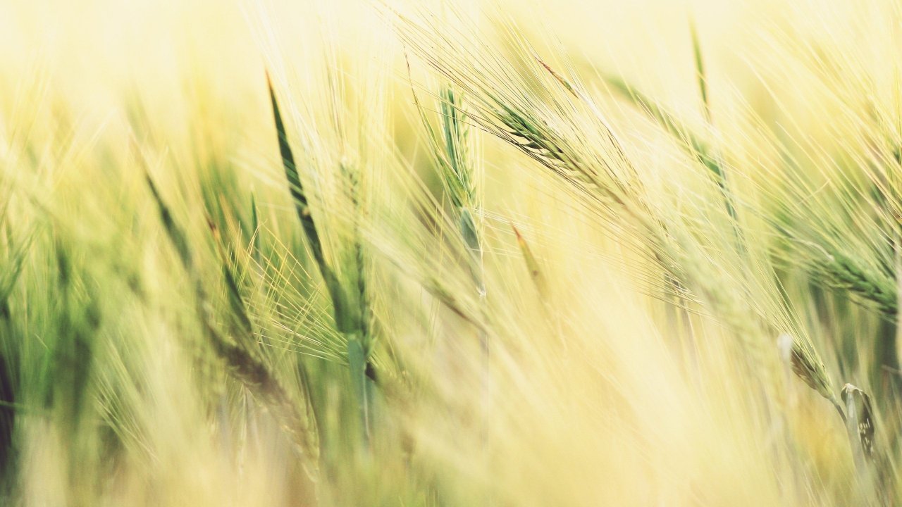 пшеница, колосья, поле