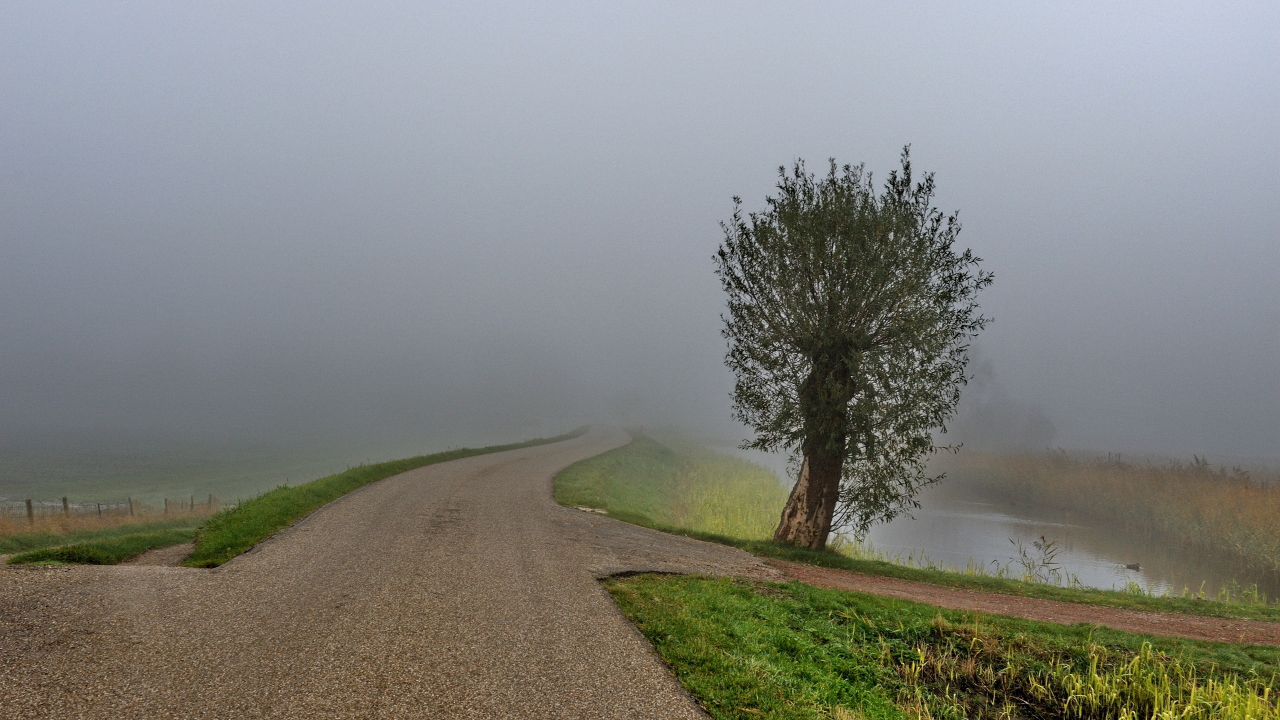 природа, дерево, дорога, туман
