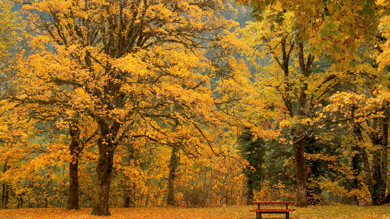 листья, скамейка, осень