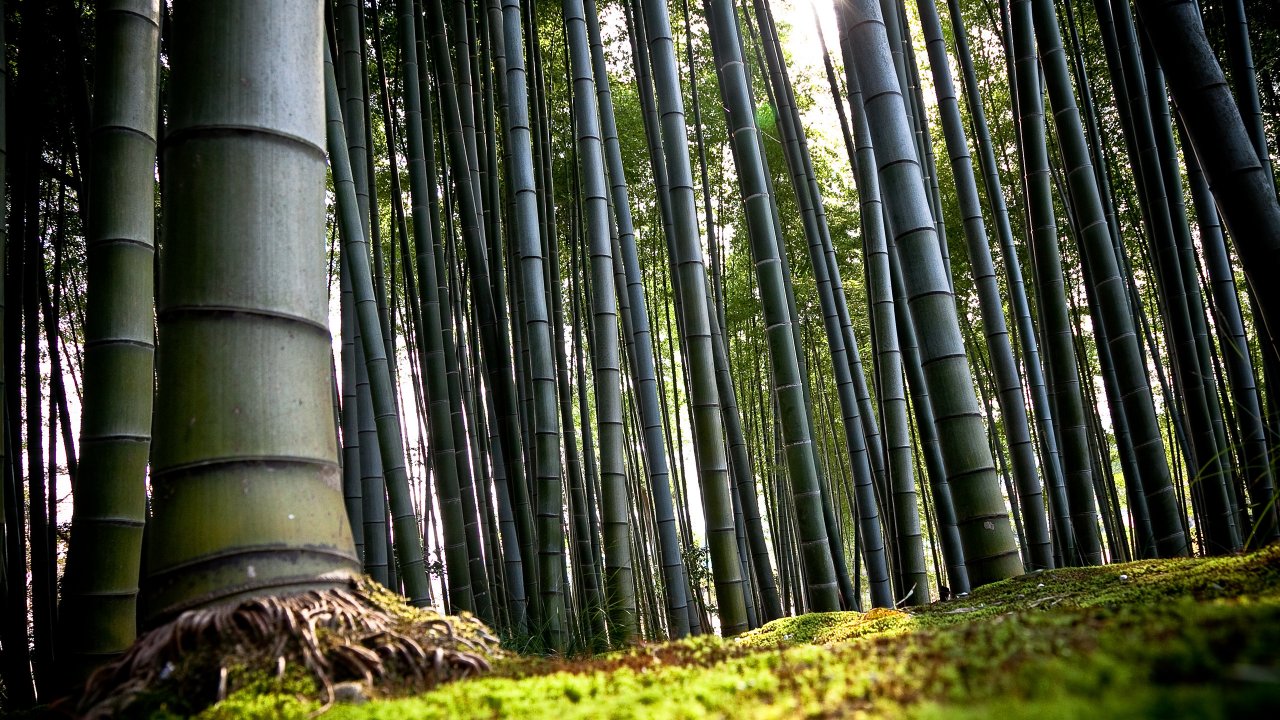 япония, киото, бамбук