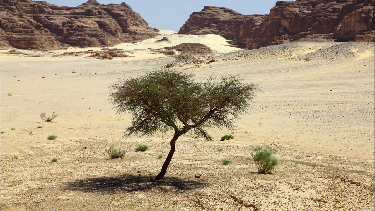 дерево, природа, песок