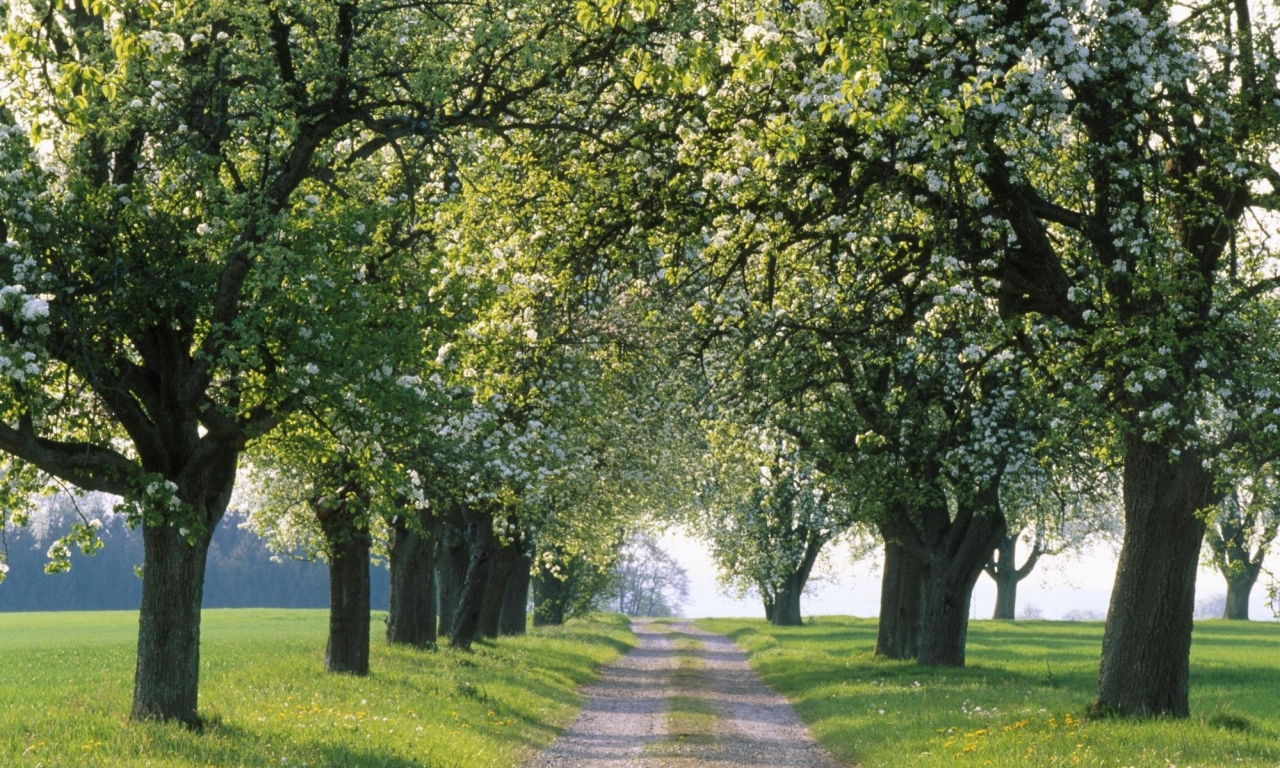 пути, путь, весенние обои, природа, деревья, дорога, аллея, дороги, красивые картинки для рабочего стола, весна, аллеи, дерево, фото
