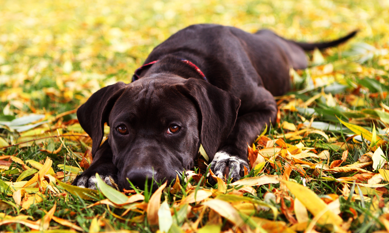 Собака, глаза, листья