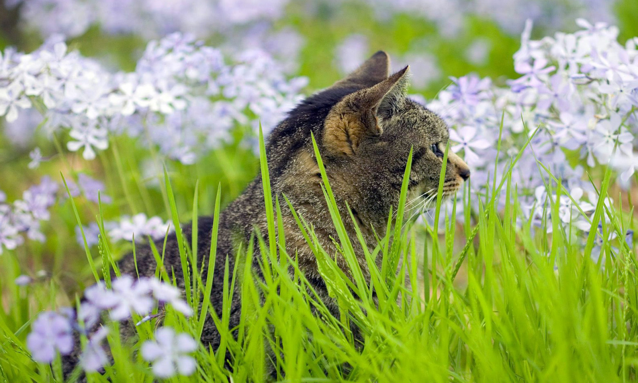 макро, сидит, цветы, кот, трава