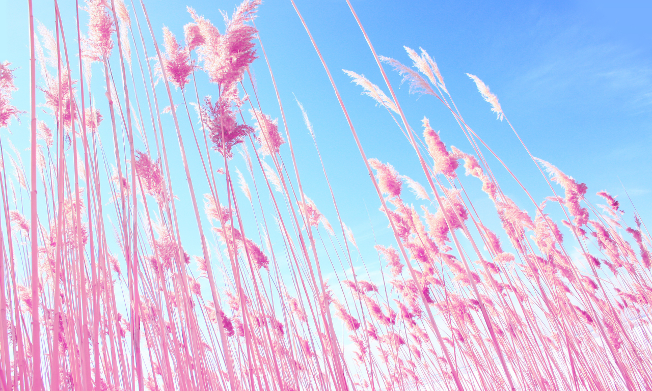 трава, небо, розовый