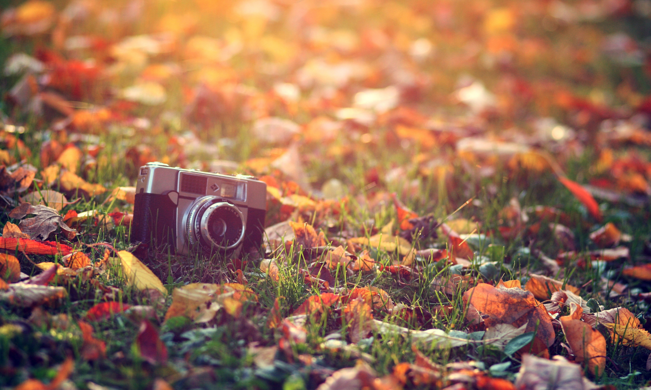 тепло, макро, трава, осень, листья, фотоаппарат, свет, солнце, обработка