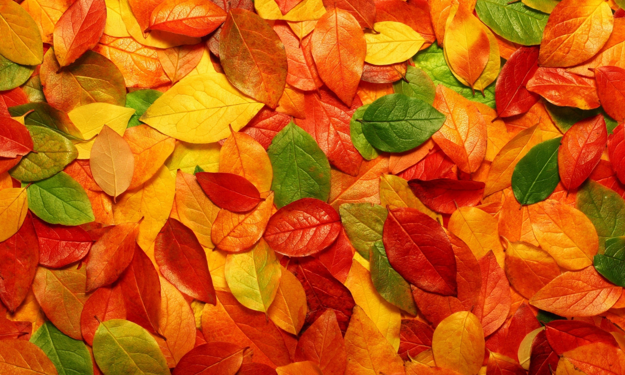 листья, осень, обои, актуально