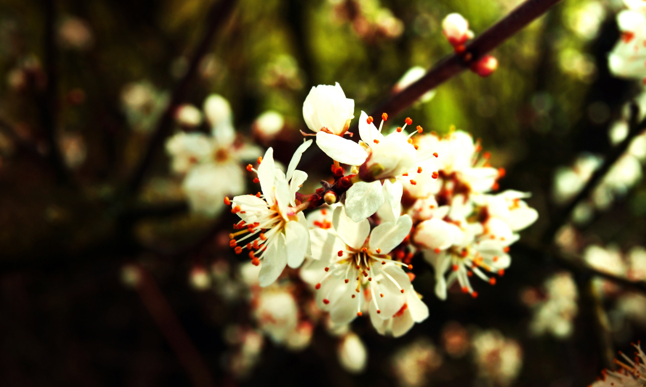 весна, сад, цвет