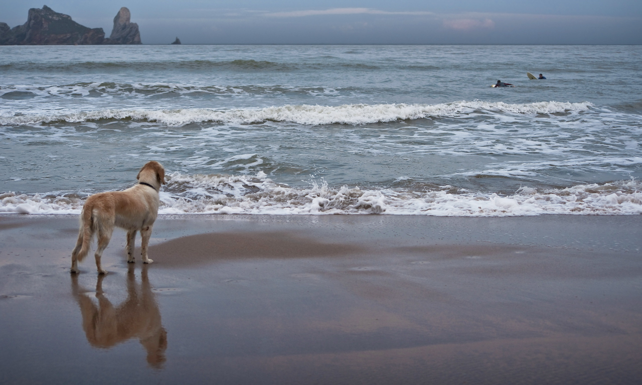 собака, море, небо, друг, волны, спорт