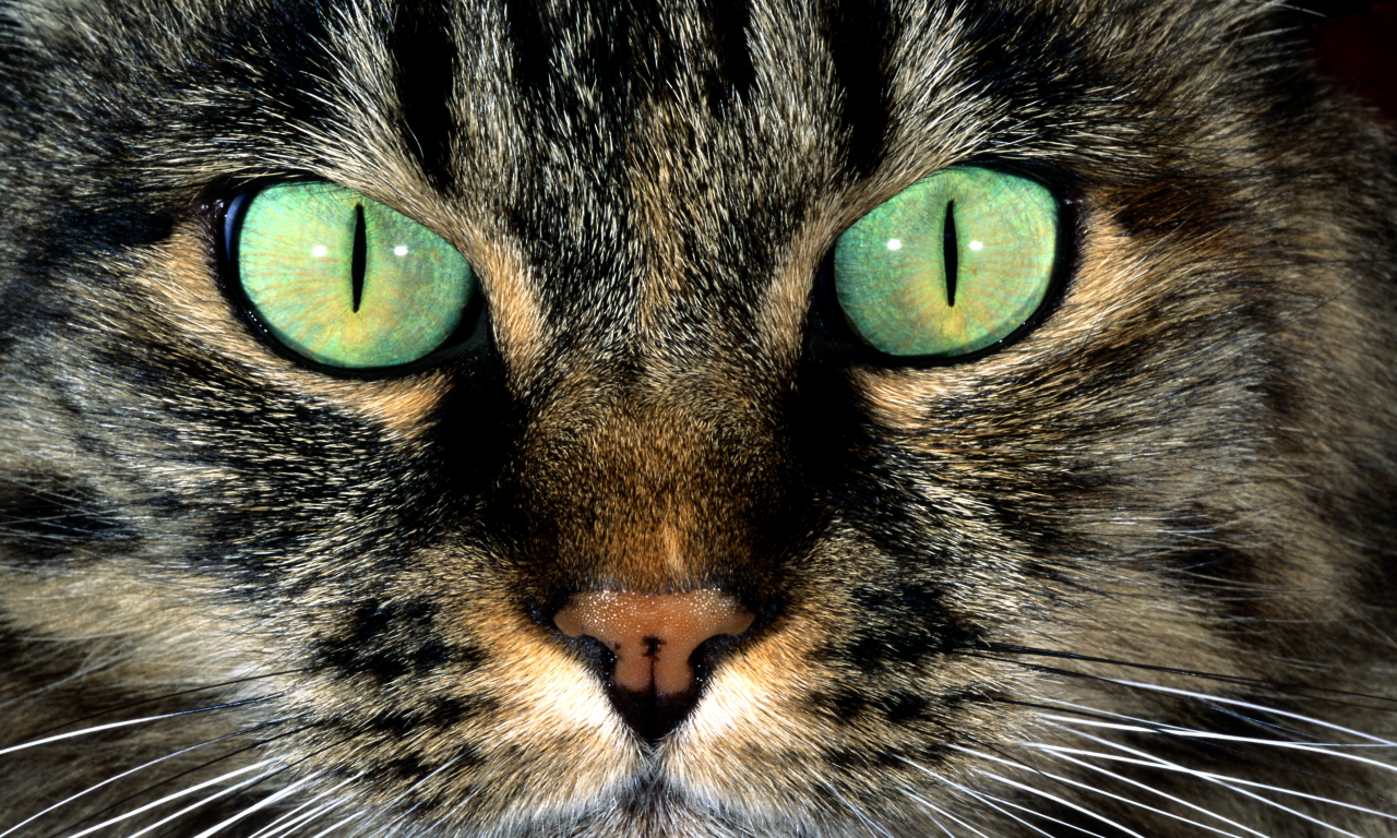 кошка, кот, усы, шерсть, пятно окрас, полосатый, нос, морда, глаза, зеленые
